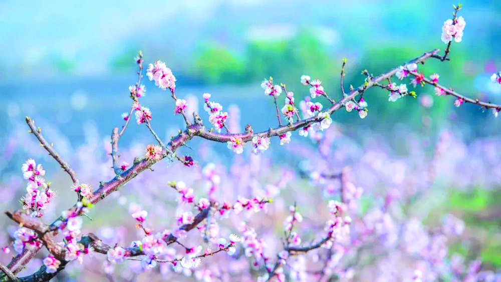 登高赏景 绿道花海中感受浓浓年味