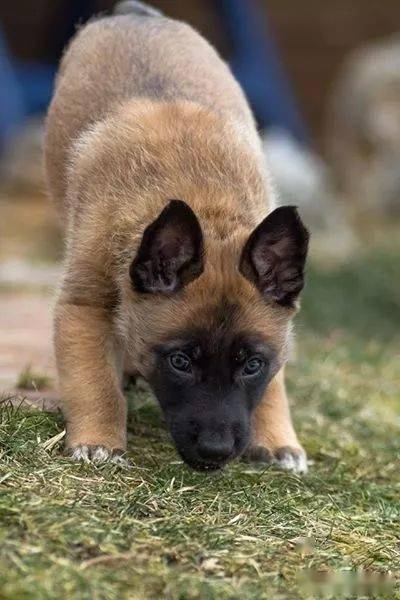 狗狗怎么看年纪多大 b0e36e1e801a4c59bbeddcebd06f9d1b.jpeg