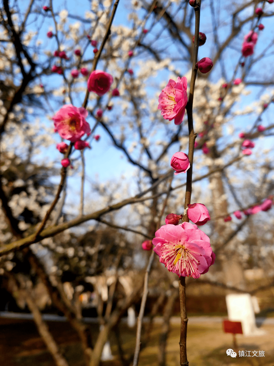 春日"梅"好,打卡镇江赏梅地