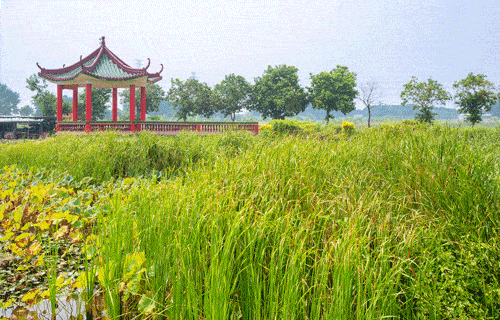 春节南朗镇各种花开得红火红色旅游景点也十分热闹快抓住假期的尾巴