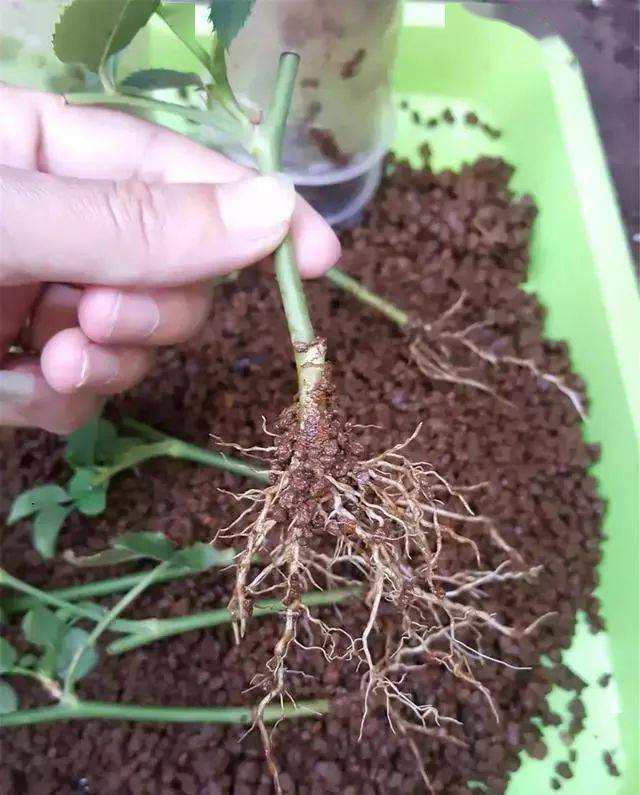 老花匠都是这样扦插的,扦插不带死的,简单高效!_枝条