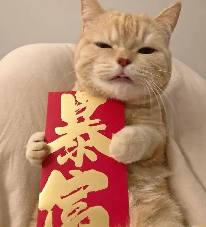 开工大吉猫咪头像这个年吃的有点多