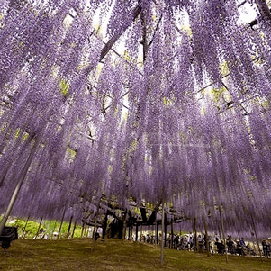 40米長的紫藤瀑布見過沒這兒有