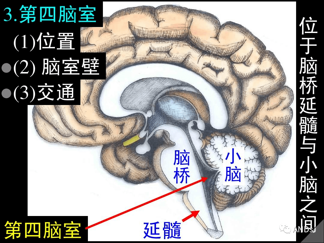 高清解剖脑室脑池脑膜