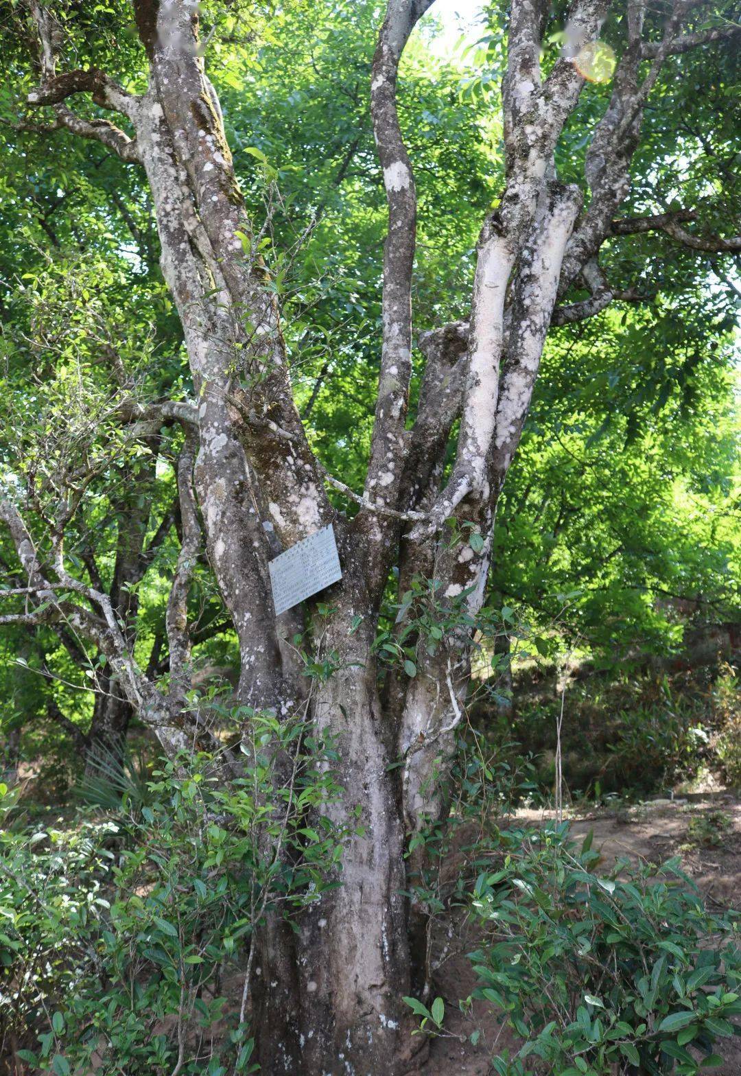 百抖茶小锅酒咂出哀牢山生活百般滋味