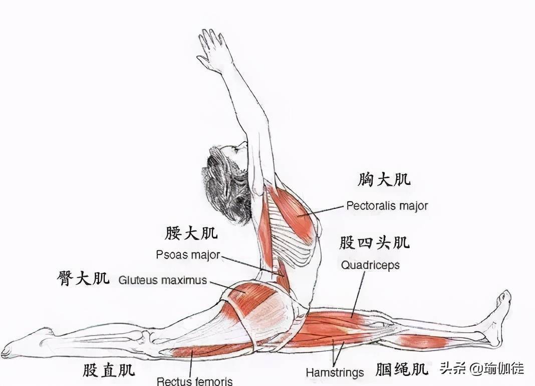 解剖列車中會將身體分成肌肉單元,以整體觀來解決問題.