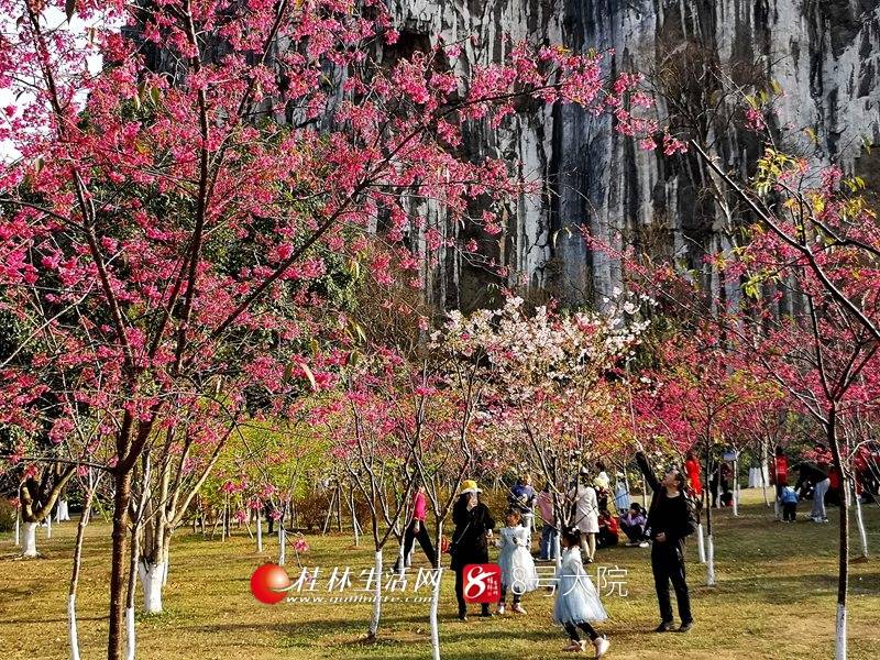 浪漫！桂林南溪公园樱花盛放美景如画，花瓣粉嫩娇羞，唯美至极！（图）