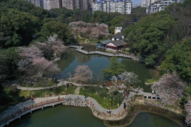 周末赏花去！长沙各大公园早樱、梅花开了，海棠、桃花、吉野樱正在枝头排队……