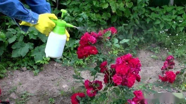 85c04405618246aa927060692d5cd581.jpeg