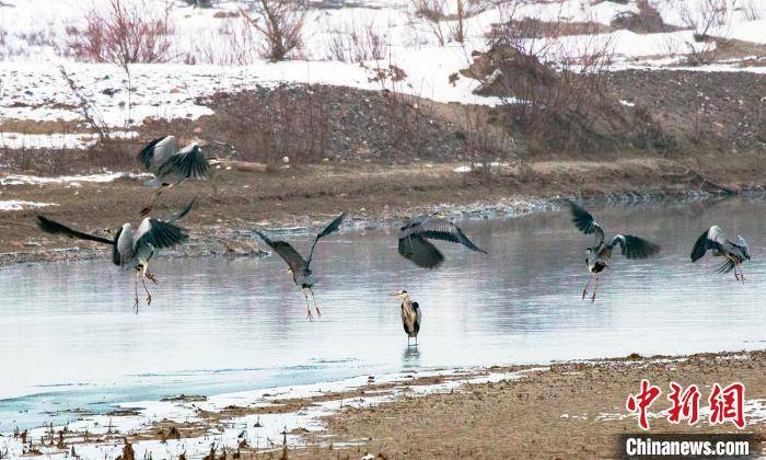 苍鹭等鸟类“嬉戏”新疆察布查尔县湿地公园