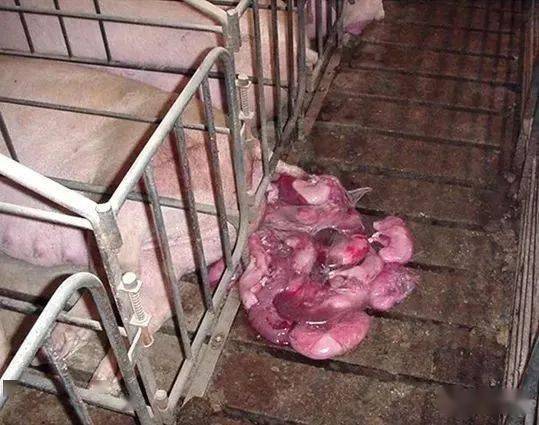 猪感染蓝耳病该如何判断?如何防治?_母猪