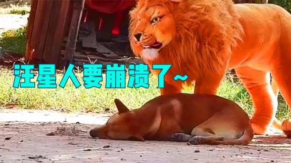 被老虎军训后又被狮子军训狗子都要崩溃了