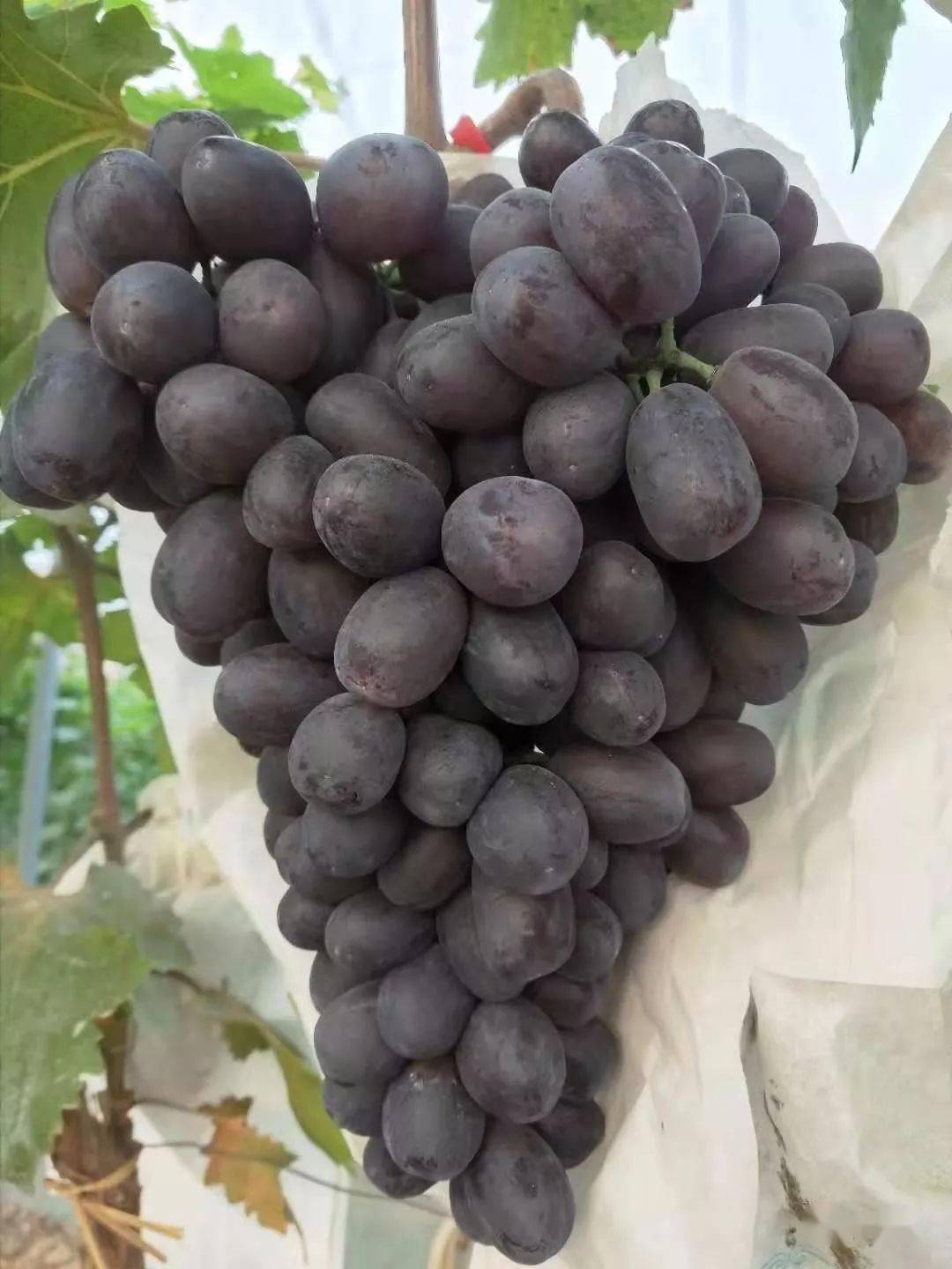 睡美人葡萄:源于美国 无籽葡萄中的极品 自然无核 果粒极大 货架期长