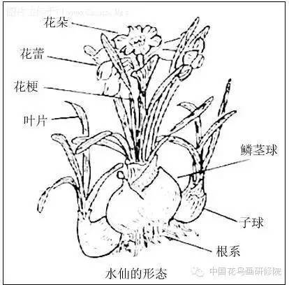水仙花的结构图解图片