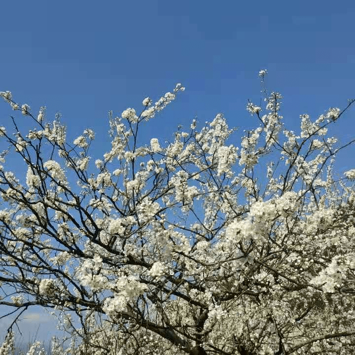 又是一年梨花開放時大家可以去欣賞梨花啦