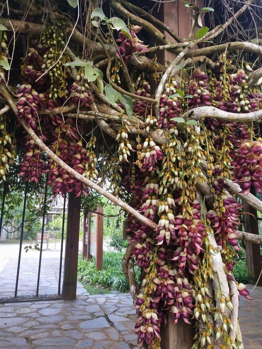 生物多样性看西双版纳植物篇⑩大果油麻藤开花