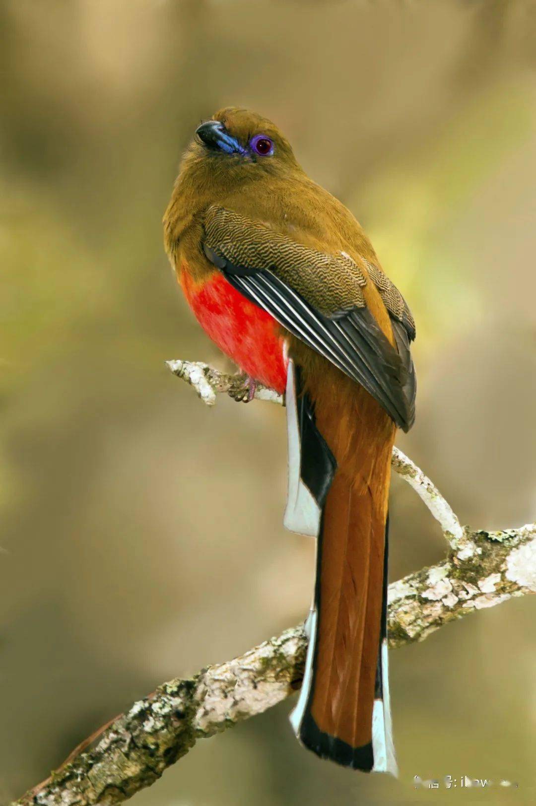 物种图册红头咬鹃
