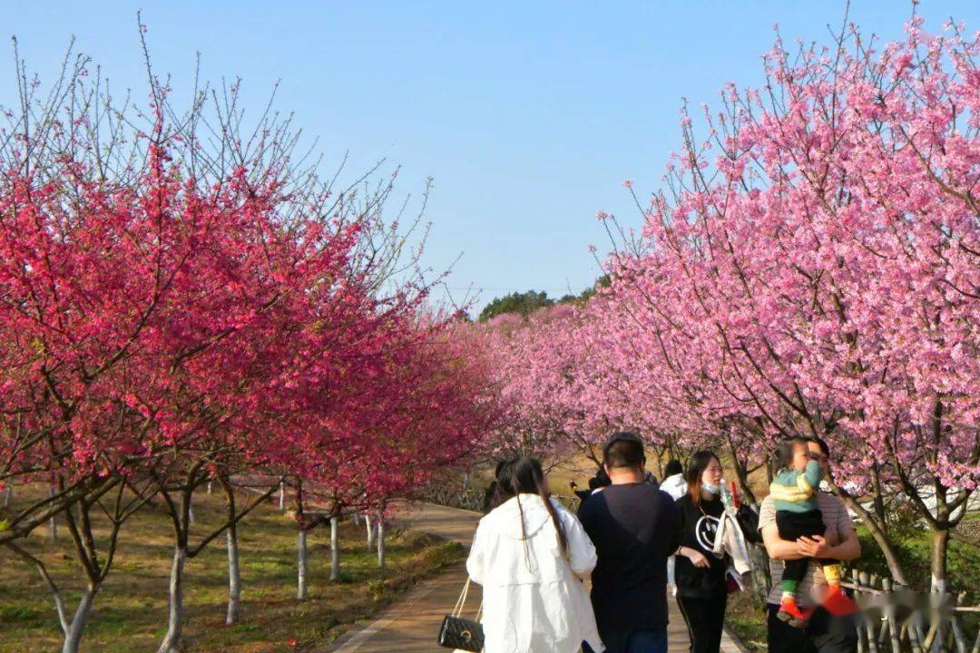 常宁樱花正烂漫一场樱花盛宴等你来