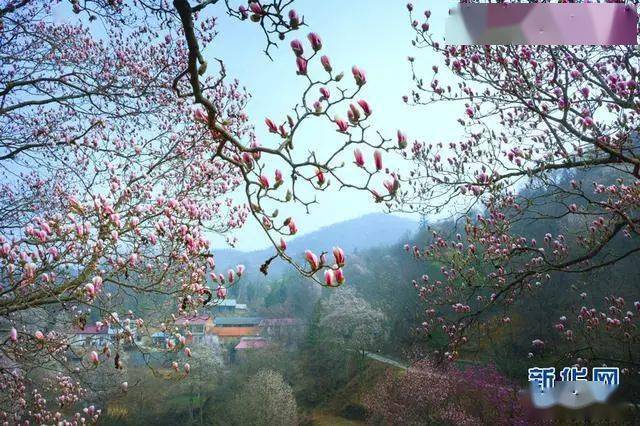 新华社探访老区金寨“摘帽”后的首个春节