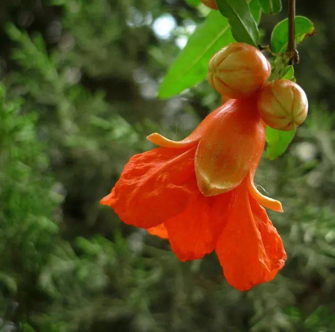 红红火火石榴花太美啦