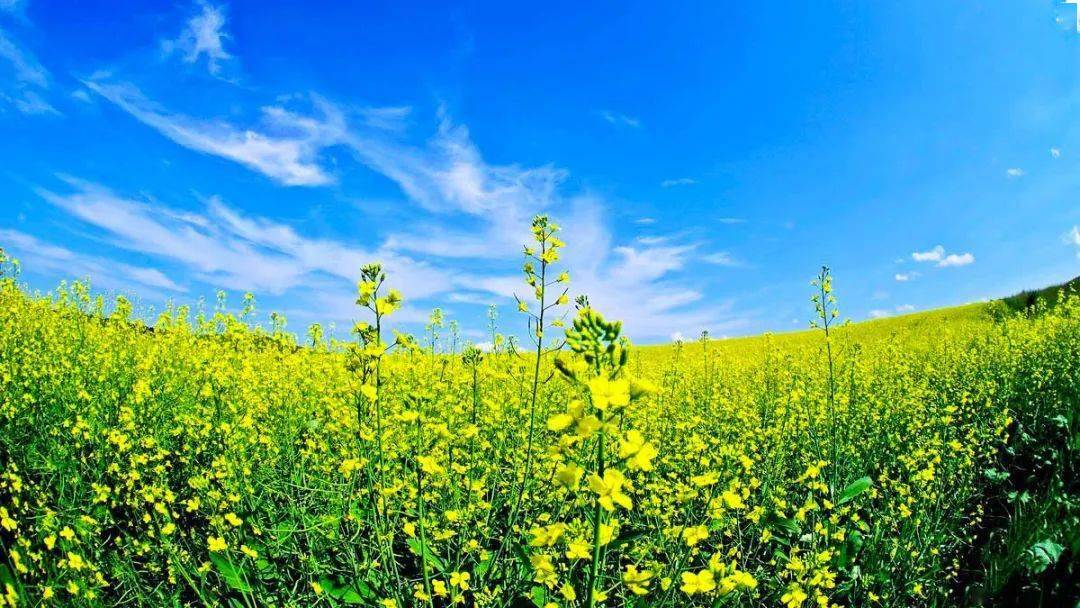 深蓝色油菜花墙纸图片