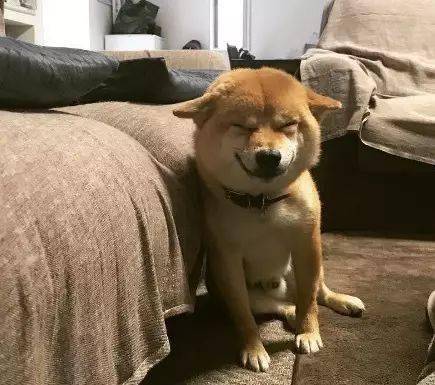 主人外出回家，柴犬突然沖他邪魅一笑，於是他順著狗低頭一看..... 萌趣萌寵 第5张
