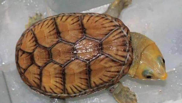窄桥蛋龟从苗子起饲养一年的小经验分享