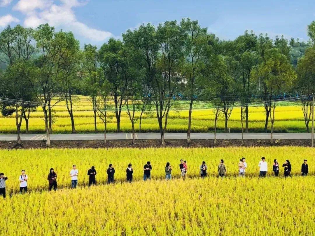 睡进惠州博罗这座拥有4000㎡乡野稻田秘境里的民宿丨禾肚里
