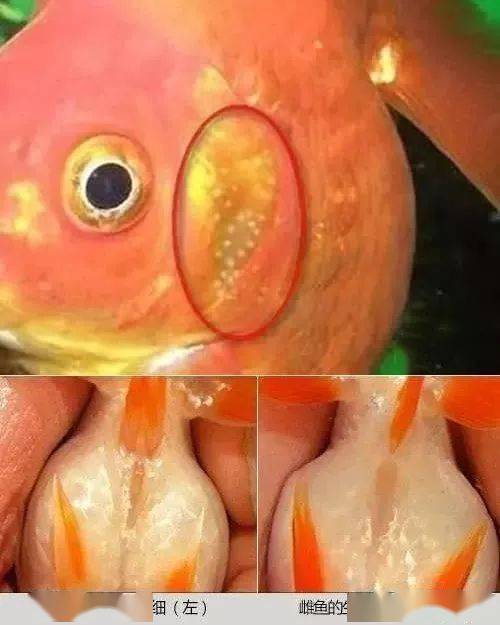 金鱼繁殖的全过程图片