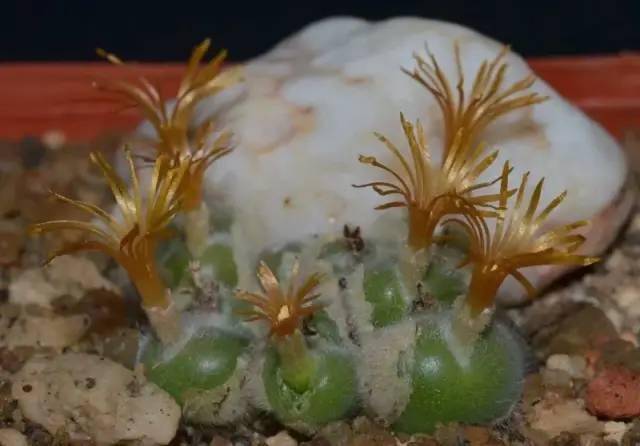 欣赏毛肉锥毛球种类合集