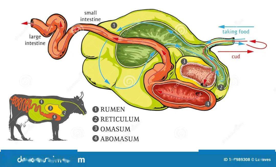 牛胃结构图肚子图片