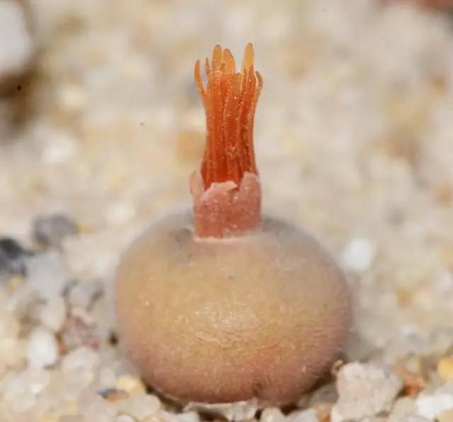 欣赏毛肉锥毛球种类合集