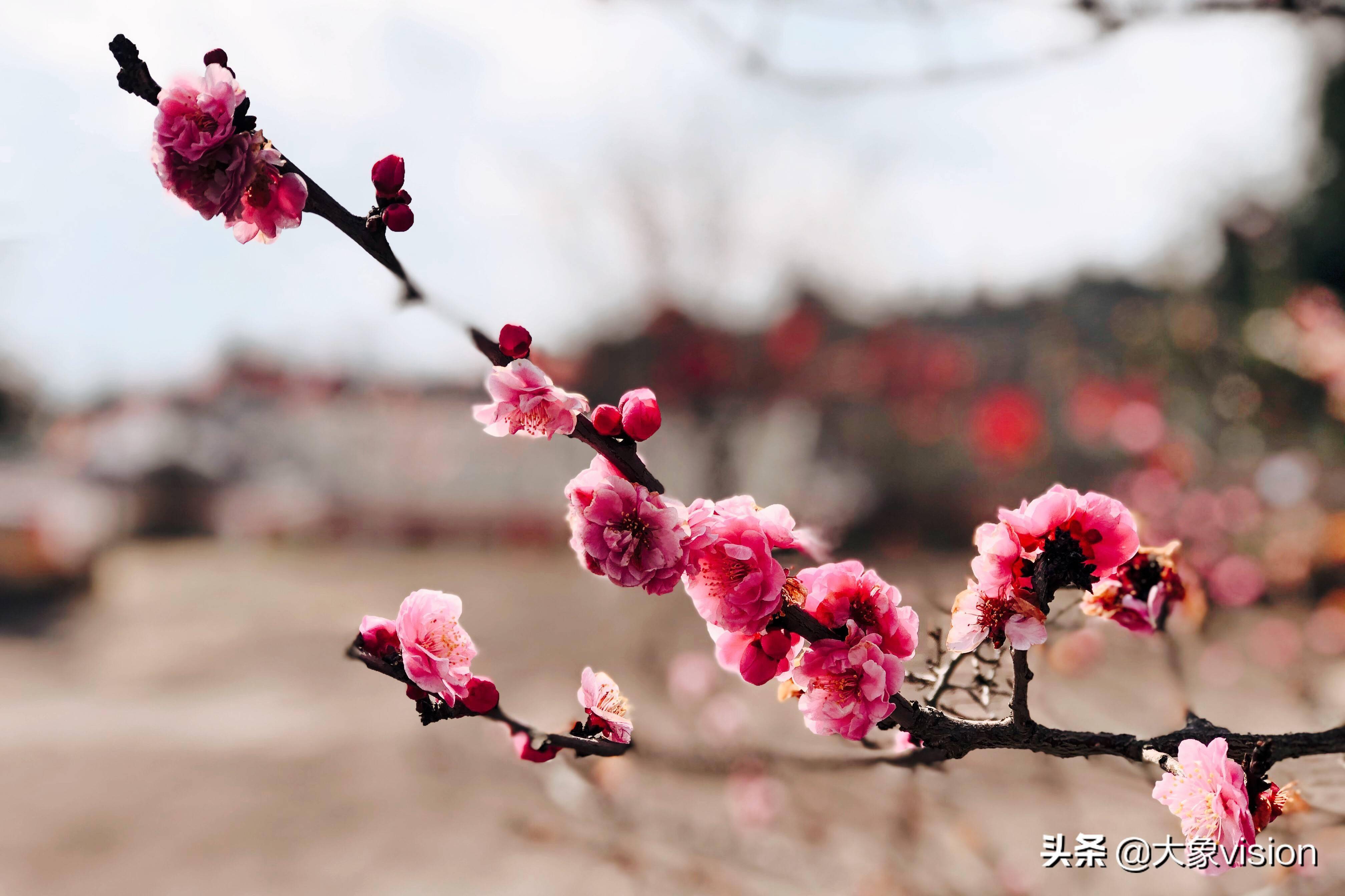 触摸春天最美风景 春彩花潮醉了一座城
