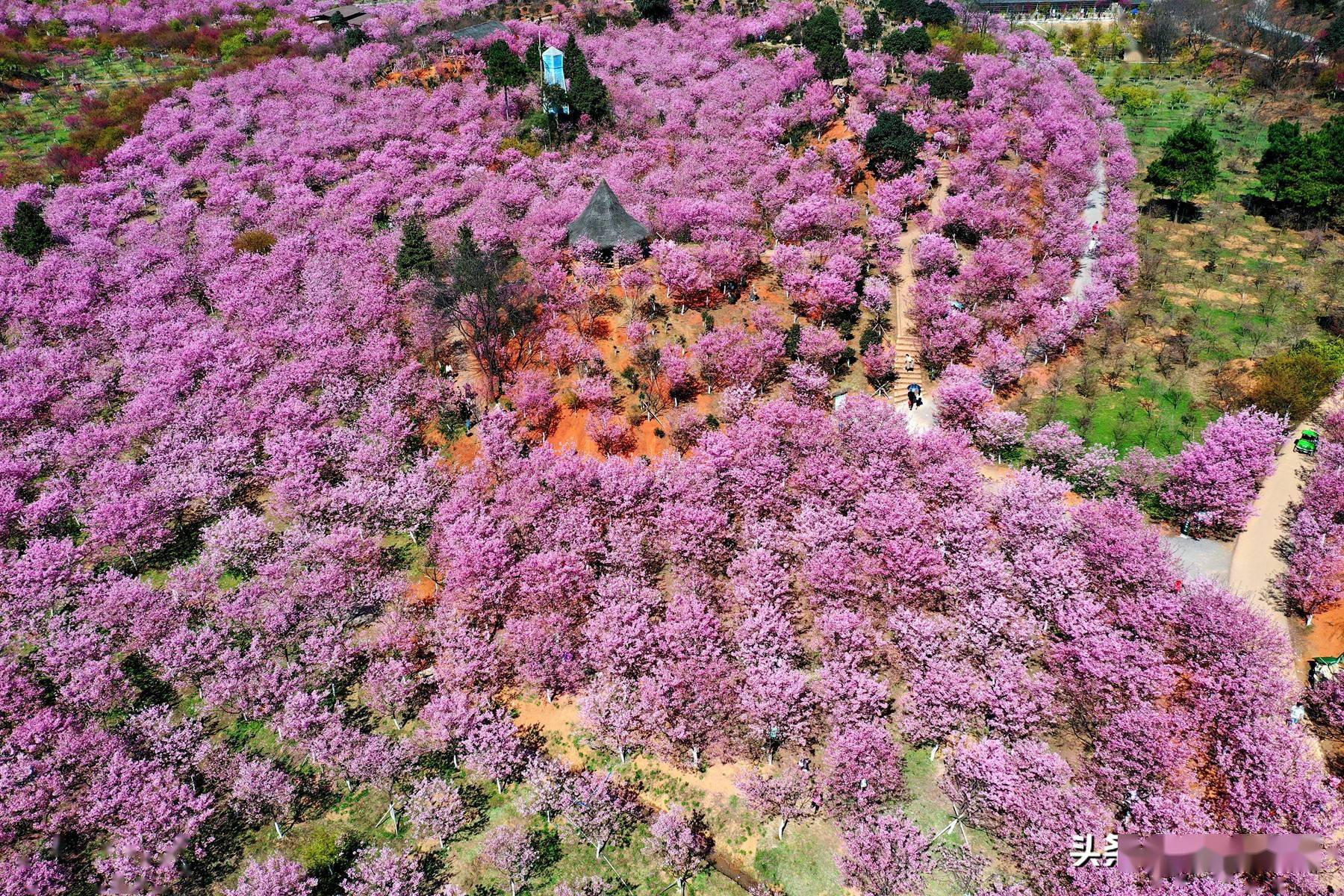 常宁百万樱花园地图图片