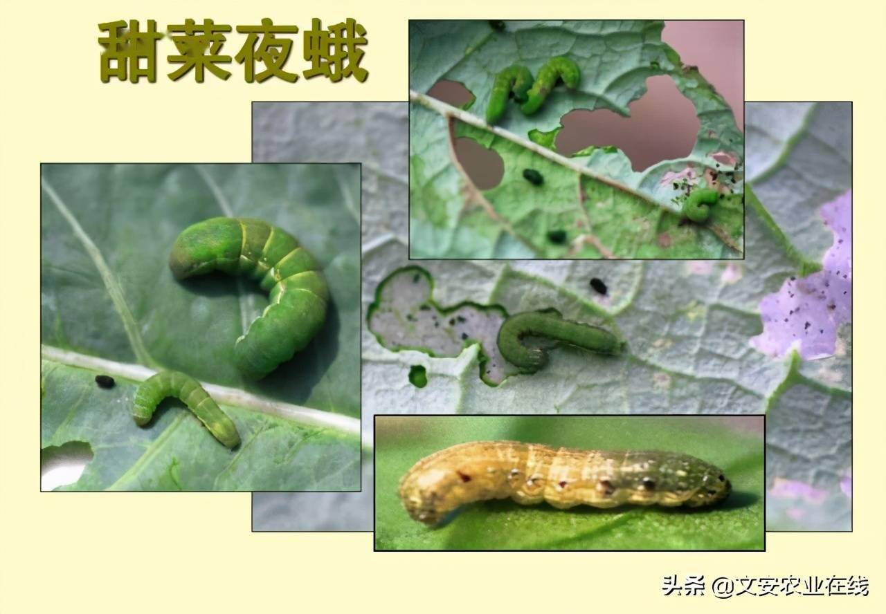 经典收藏看图识虫就这么简单