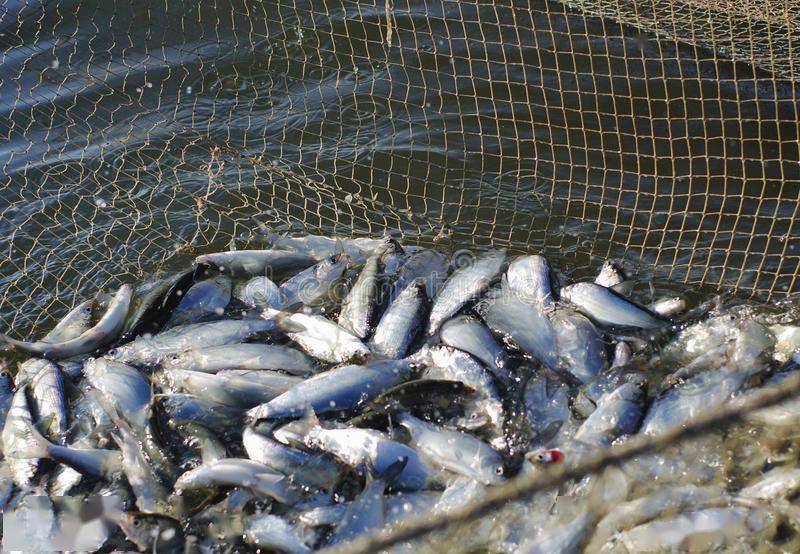 五大连池50年的鱼库走向没落高白鲑成新救星