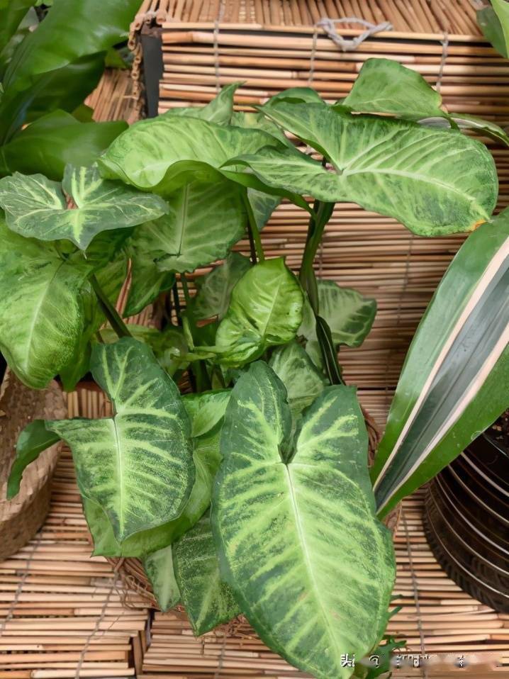 竹芋品种繁多花纹不一造型别致总有一款是你喜欢的