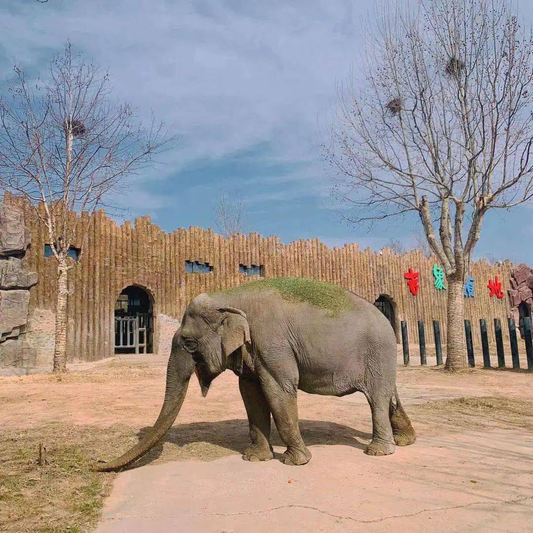 導遊實拍濟南野生動物世界假期餘額不足抓緊報名