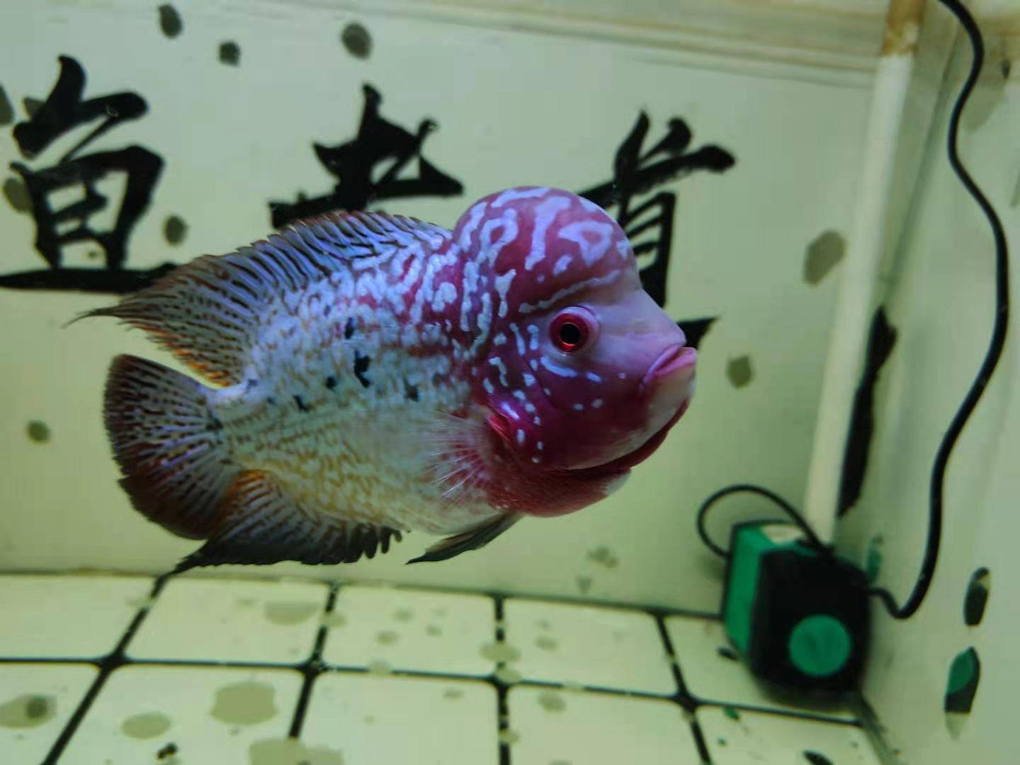 怎么解决鱼缸发黄 1938ed25dd984786b123b259fbc491e0.jpeg