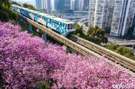 列车穿越花海开启重庆的春天