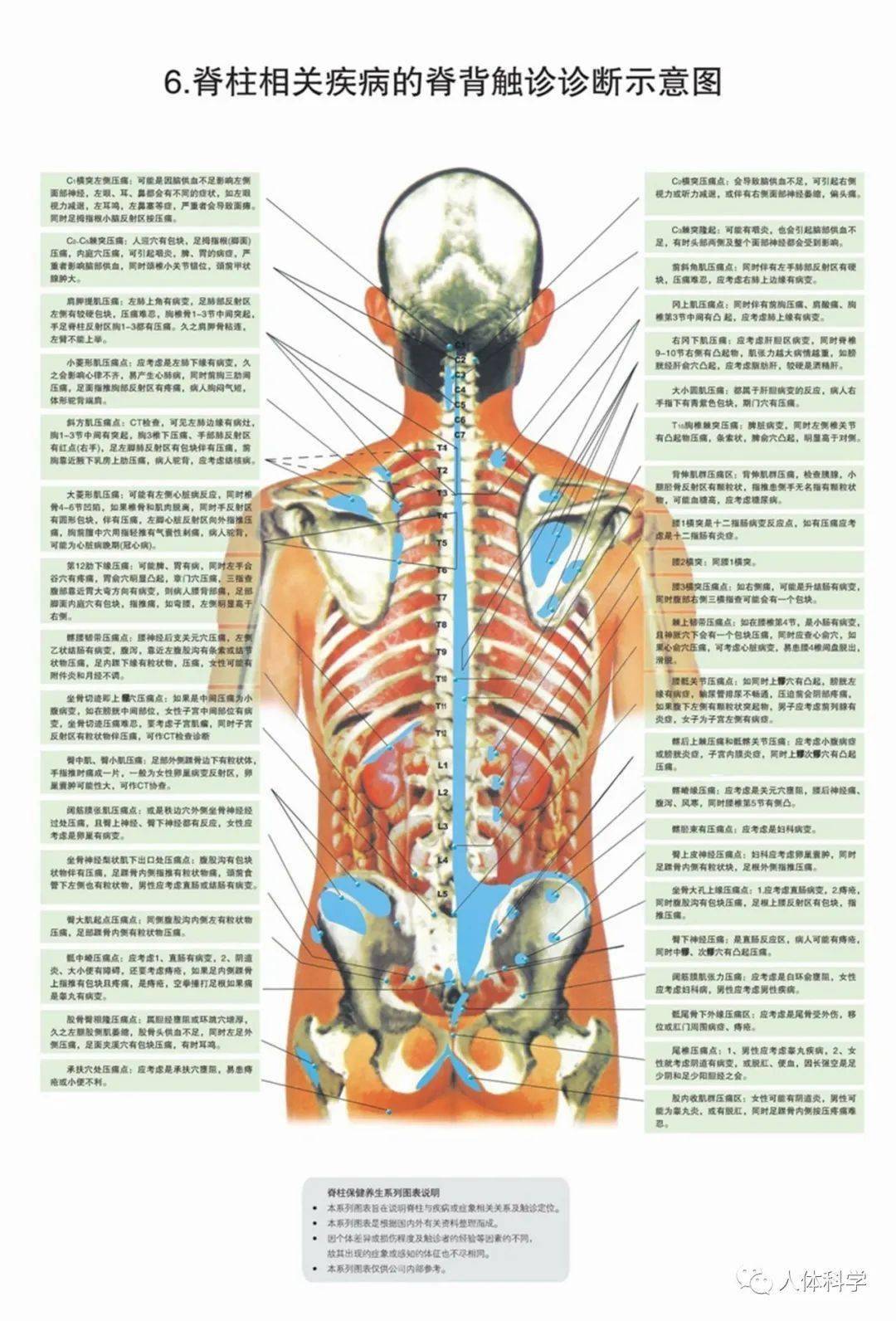 Muscles of the Back Anatomy Stock Illustration - Illustration of ...