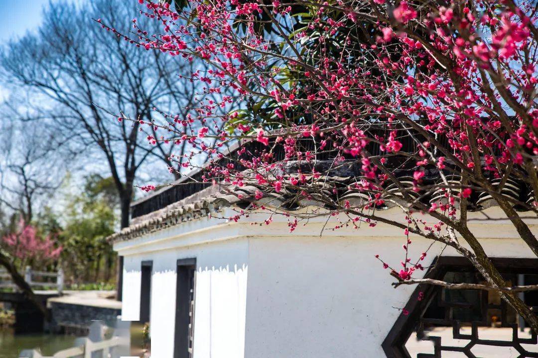 走去南梅村赏梅