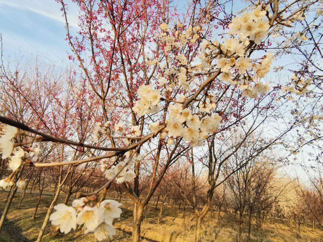 樱花小镇长丰义井图片