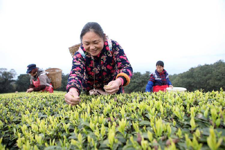 春茶吐新芽 茶農採茶忙