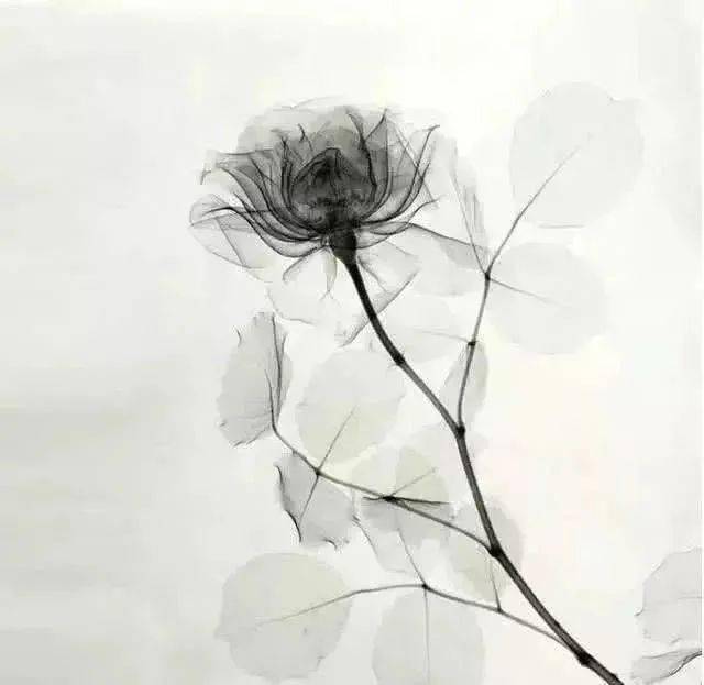 你会为哪一朵无色花涂颜色测ta是你命中注定的人吗