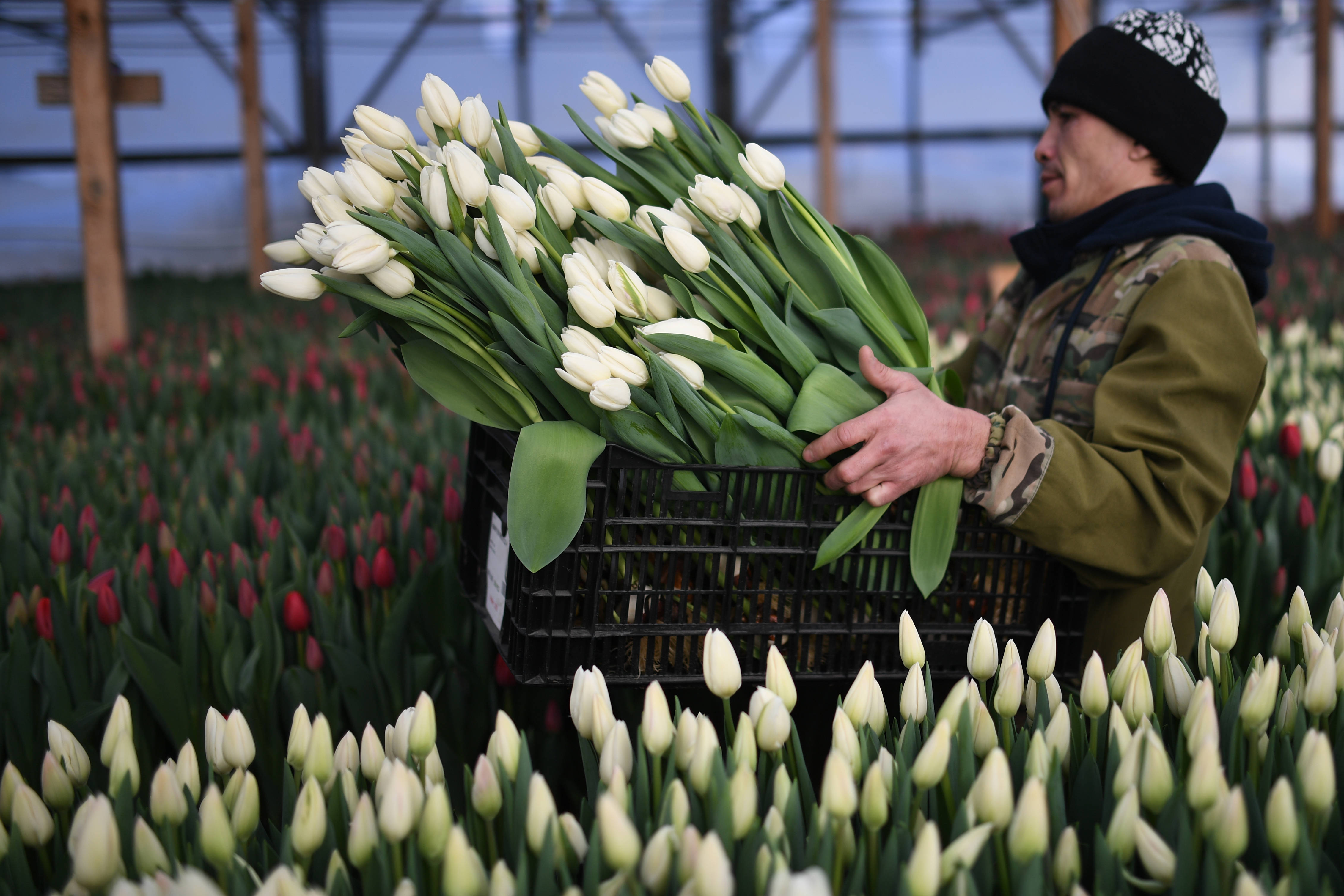 收获郁金香_新华社