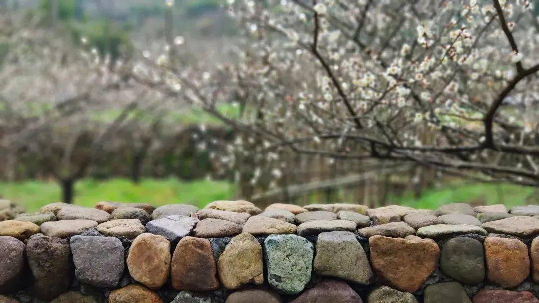 【3月2号】漫步王坛东村"十里梅廊香雪海",逛绍兴安昌古镇_梅花