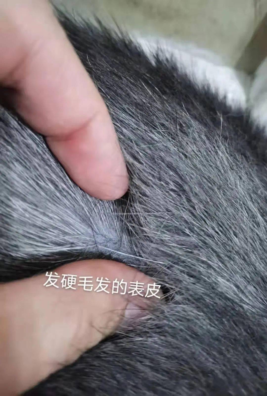 主人还对两块区域的皮肤进行了对比 这只猫猫就出现了毛发干枯的症状