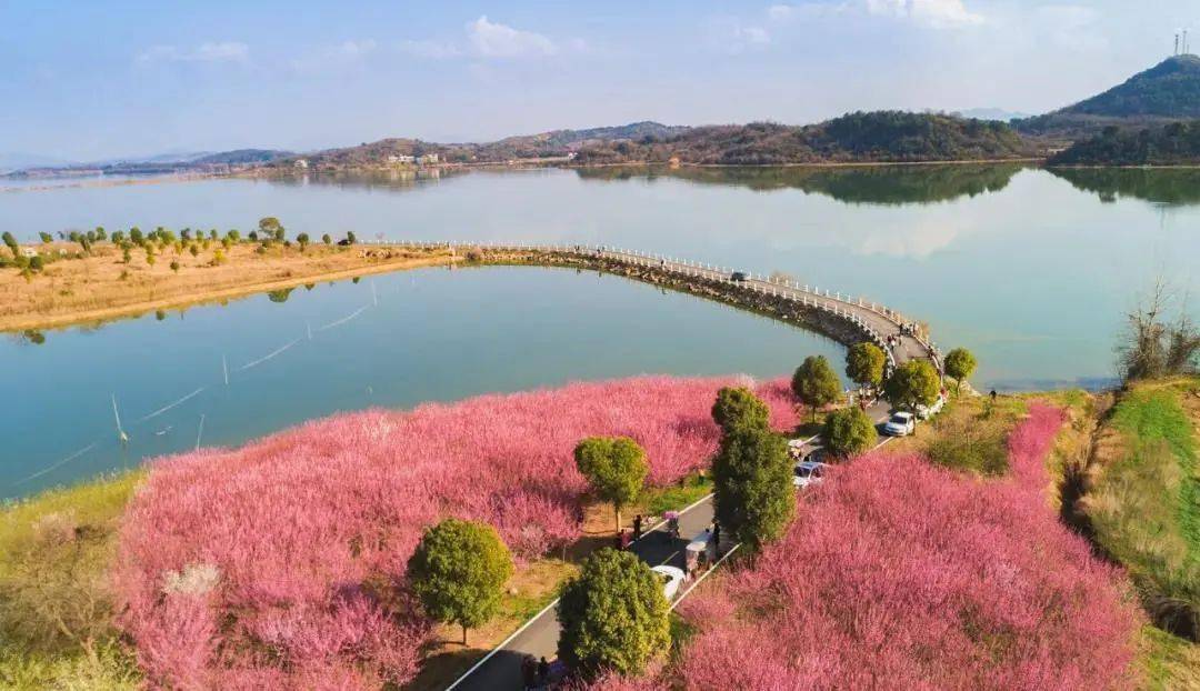 鄂州东沟镇大桥村花海图片