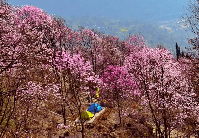 3日自駕拼車3月5日出發浪漫九皇山醉美花溪景辛夷迎春開踏春3日自駕